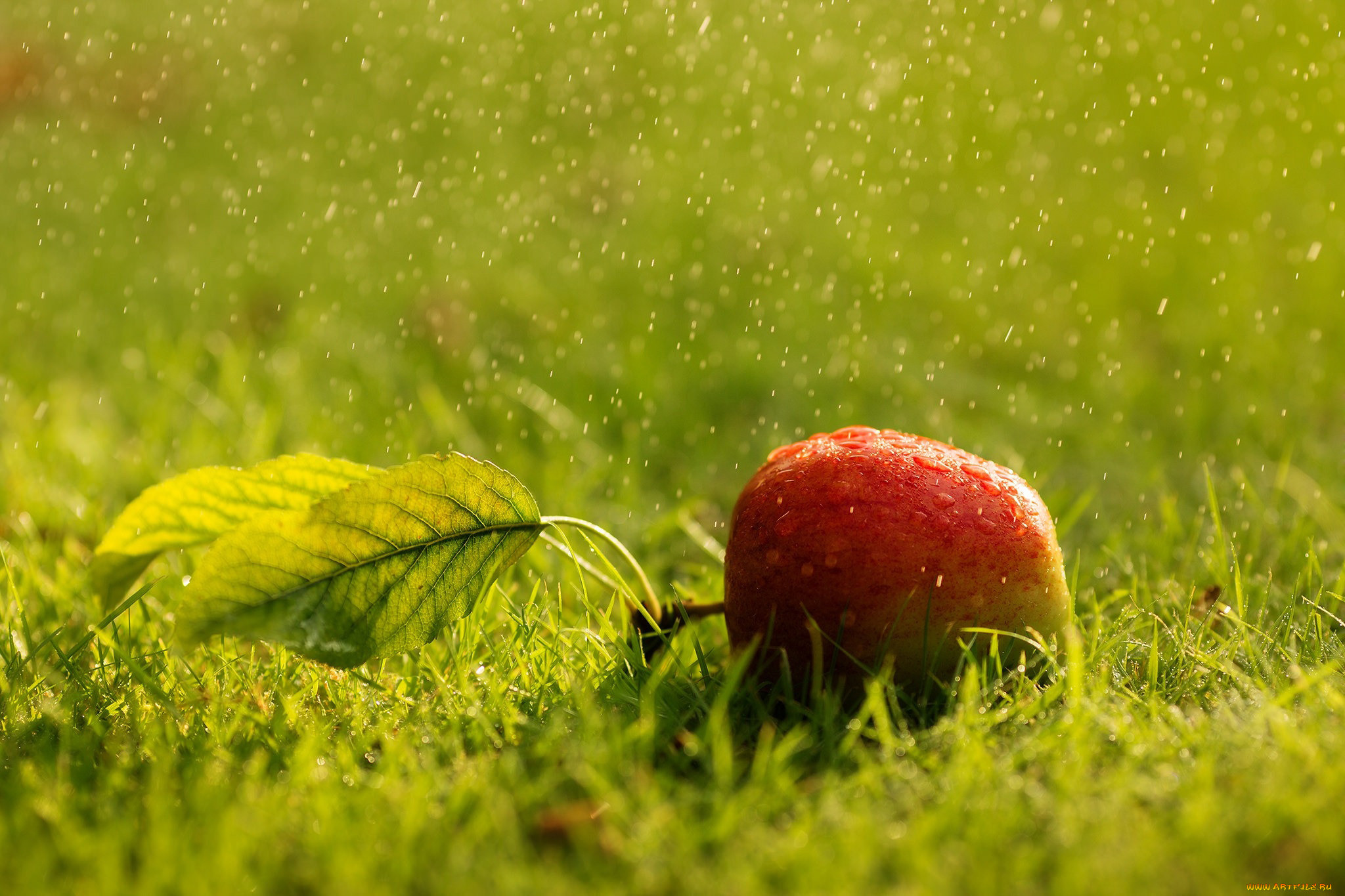 Фруктовая трава. Яблоки на траве. Лето август. Яблоки на траве фон. Сочные ягоды на траве.